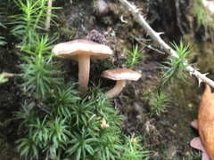 Basidiomycota