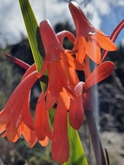 Cyrtanthus angustifolius