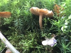 Basidiomycota
