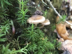 Basidiomycota
