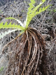 Sonchus hierrensis