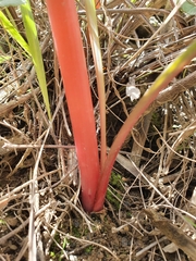 Cyrtanthus angustifolius