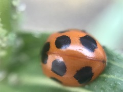 Coccinella septempunctata