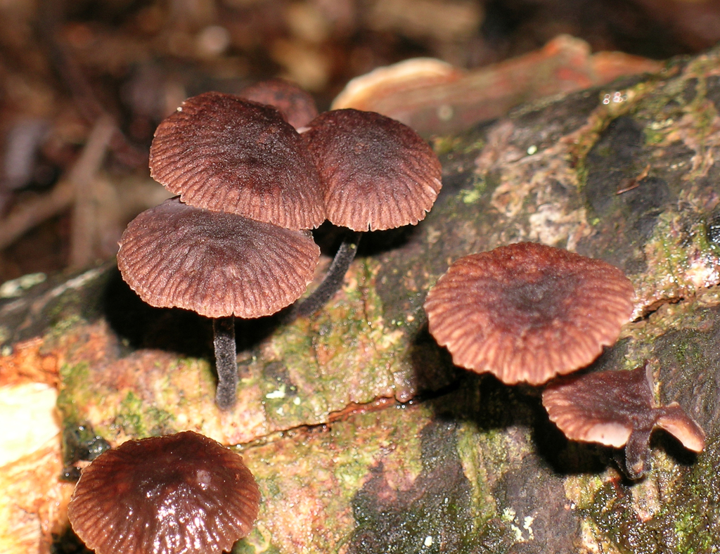 Gymnopus ceraceicola