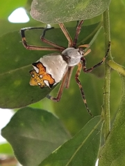 Argiope argentata
