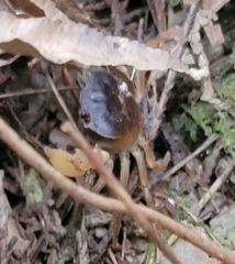 Geothelphusa dehaani