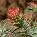 Woolly Indian Paintbrush - Photo (c) Mathesont, some rights reserved (CC BY-NC)