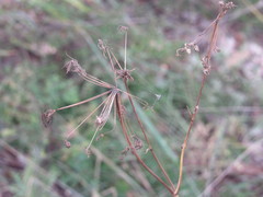 Peucedanum ruthenicum