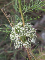 Seseli annuum