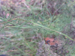 Seseli annuum