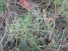 Seseli annuum
