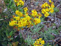 Senecio ilicifolius