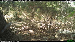 Baeolophus bicolor × atricristatus