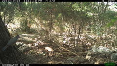 Baeolophus bicolor × atricristatus