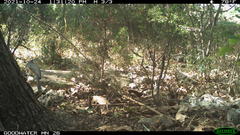 Baeolophus bicolor × atricristatus