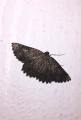 Charissa canariensis