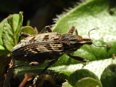 Coniocleonus excoriatus