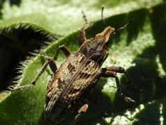 Coniocleonus excoriatus
