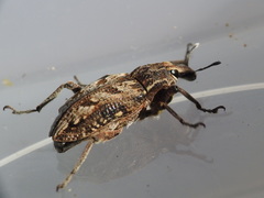 Coniocleonus excoriatus