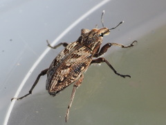 Coniocleonus excoriatus