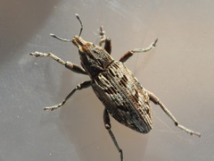 Coniocleonus excoriatus