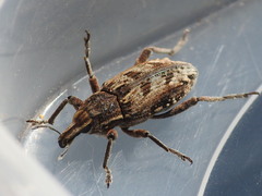 Coniocleonus excoriatus