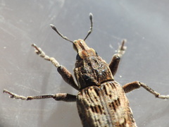 Coniocleonus excoriatus