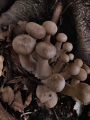 Macrocybe gigantea
