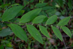 Phyllanthus hypospodius