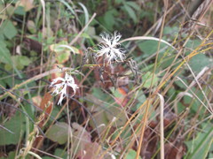 Dianthus superbus stenocalyx