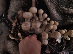 Macrocybe gigantea