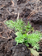 Tripleurospermum inodorum