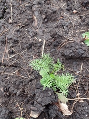 Tripleurospermum inodorum