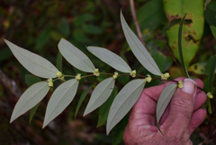 Phyllanthus hypospodius