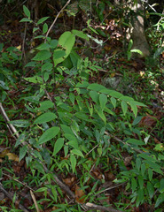 Phyllanthus hypospodius