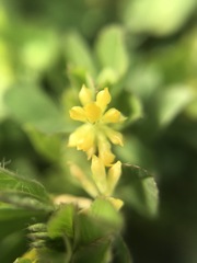 Trifolium dubium