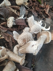Macrocybe gigantea