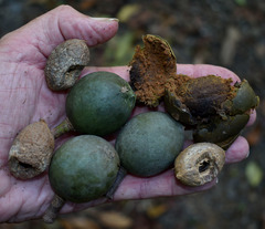 Elaeocarpus bancroftii