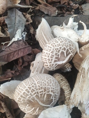 Macrocybe gigantea