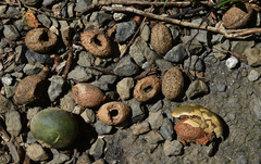 Elaeocarpus bancroftii