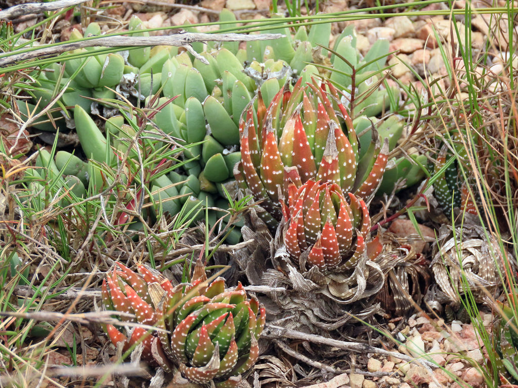 Haworthiopsis fasciata