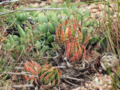 Haworthiopsis fasciata