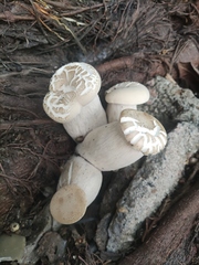 Macrocybe gigantea