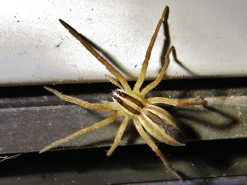 Rabid wolf spider