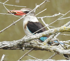 Gryllotalpa africana