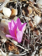 Colchicum filifolium