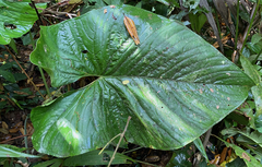 Anthurium ochranthum
