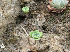 Sedum palmeri