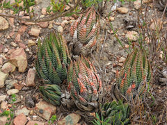 Haworthiopsis fasciata