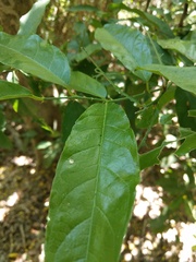 Capparis micracantha